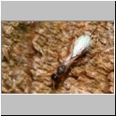 Braconidae sp - Brackwespe 01c 6mm.jpg